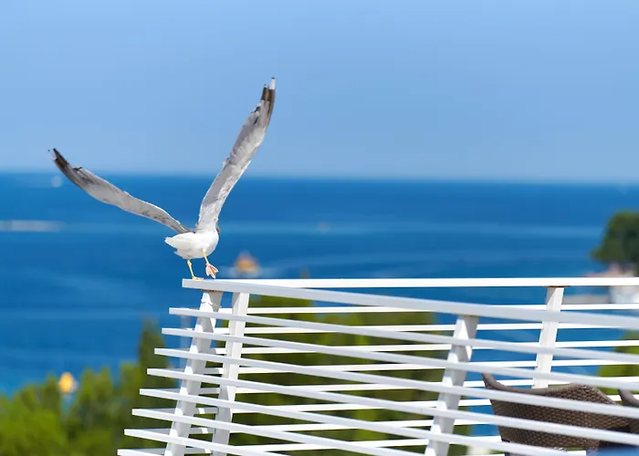Hotel Albatros Plava Laguna
