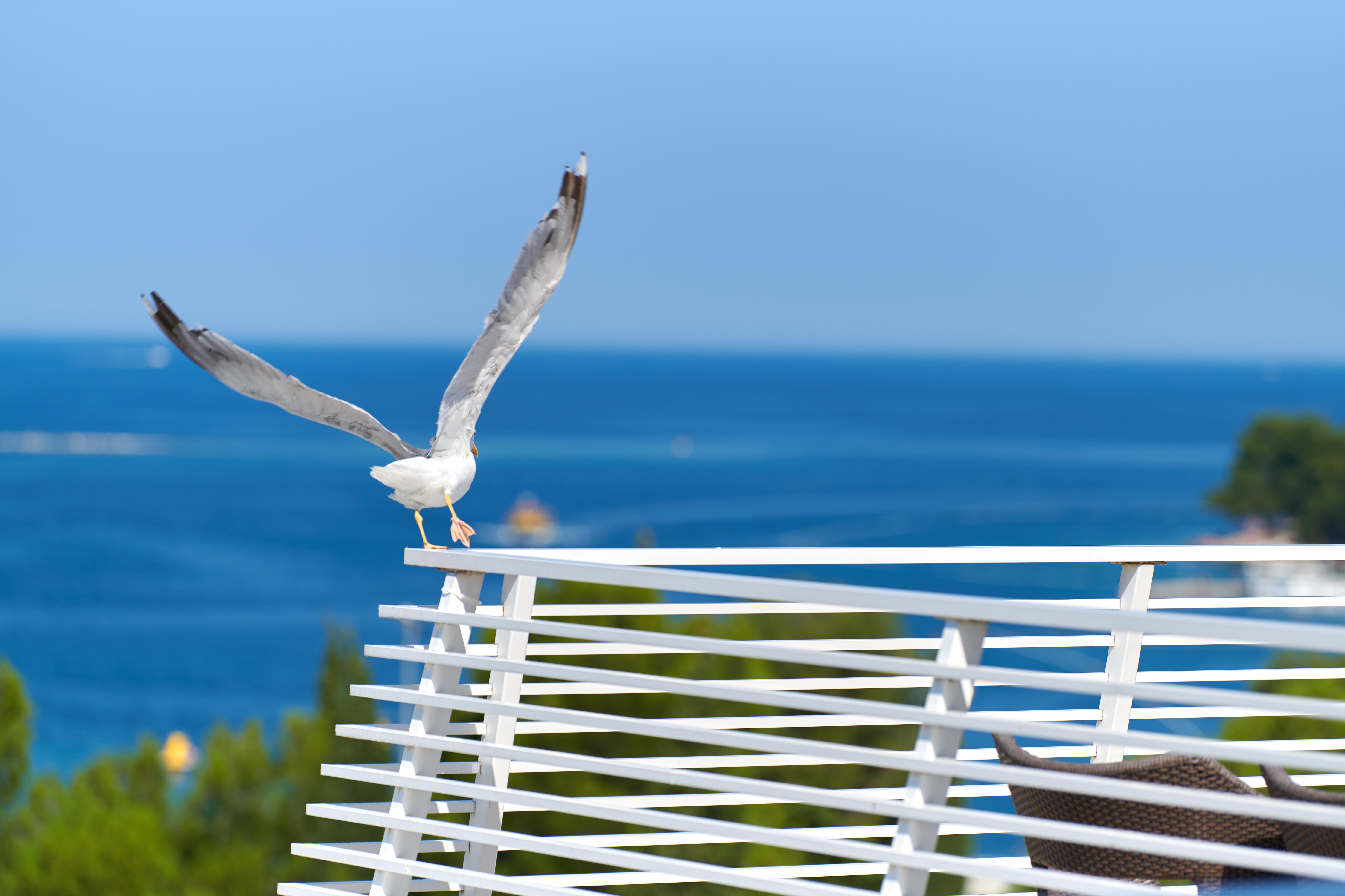 Hotel Albatros Plava Laguna Poreč